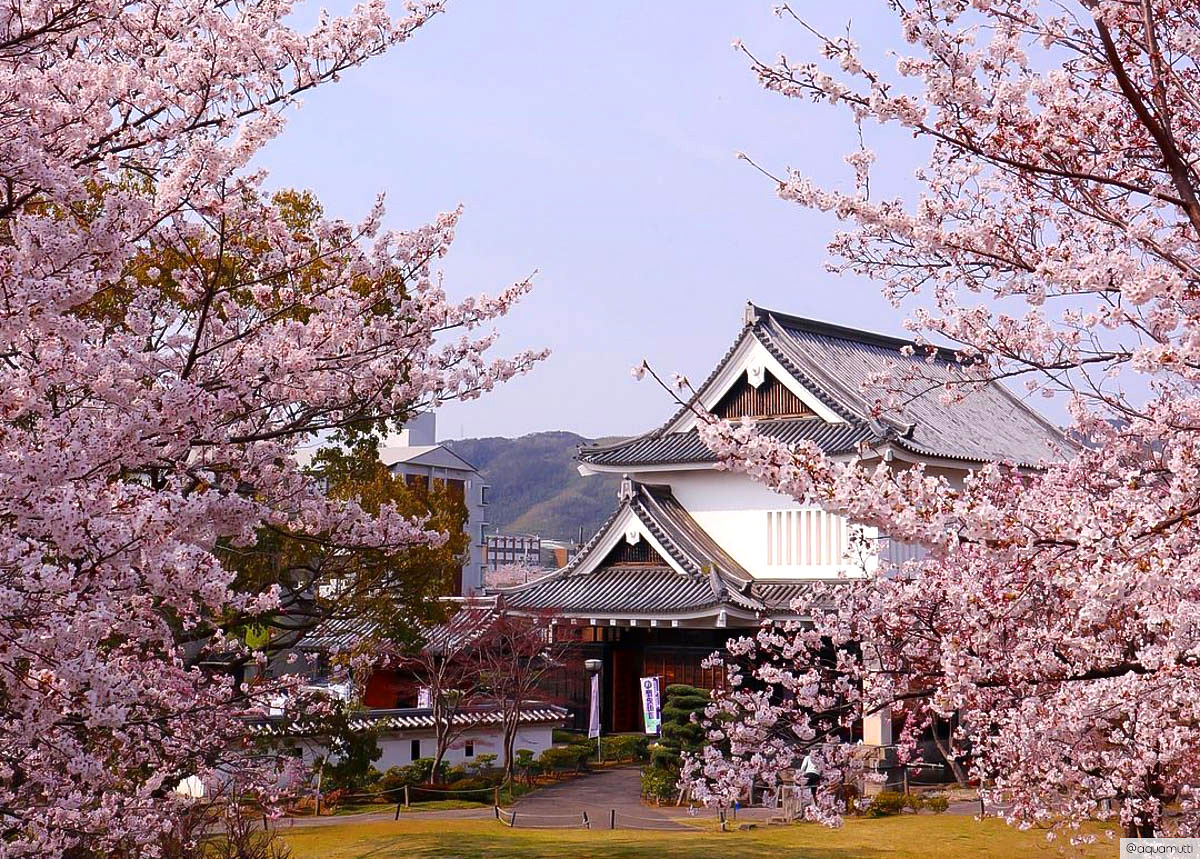 Uji attractions-daytrips from Kyoto-Shōryūji Castle-cherry blossoms