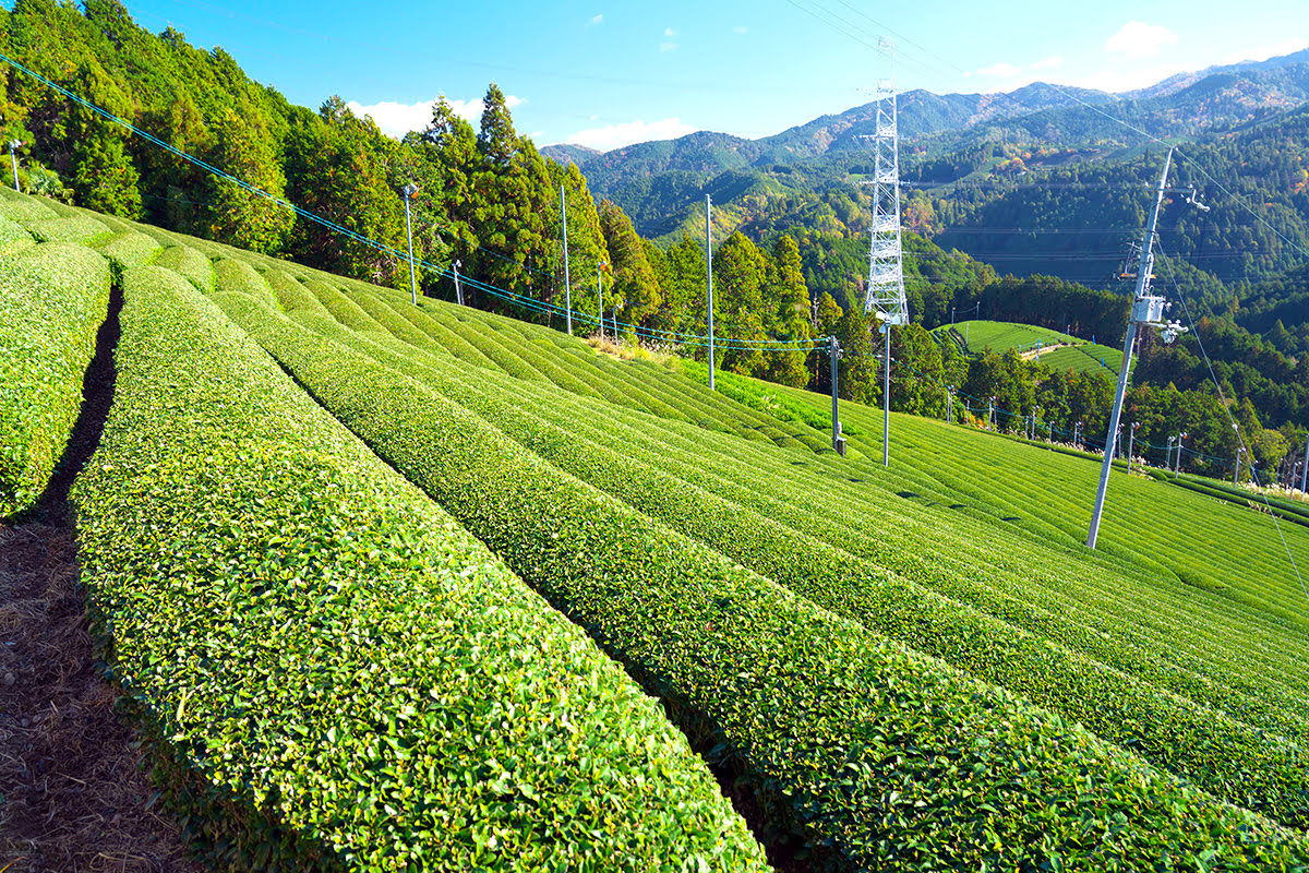 Uji attractions-daytrips from Kyoto-tea fields