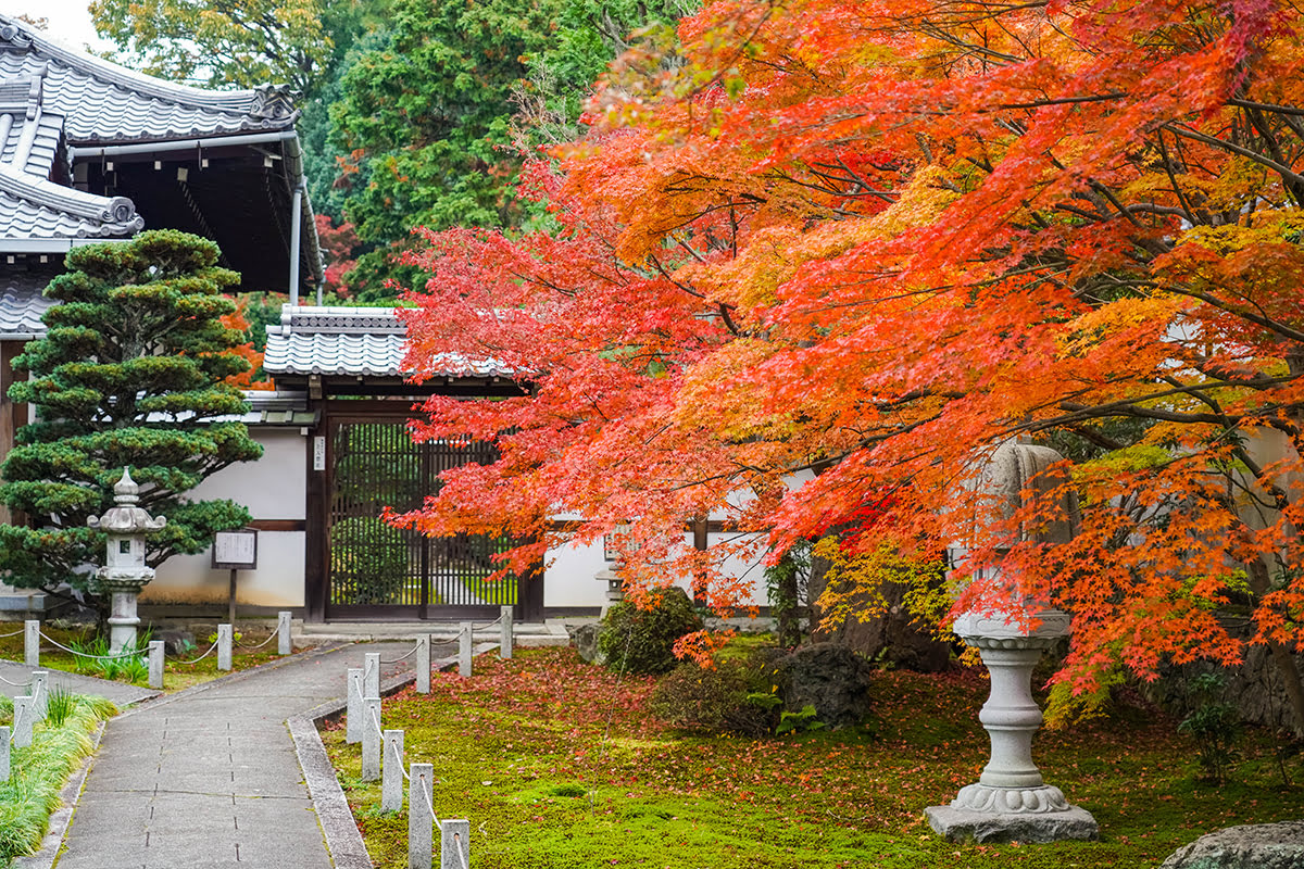 Tofukuji temple-Tofukuji temple in autumn