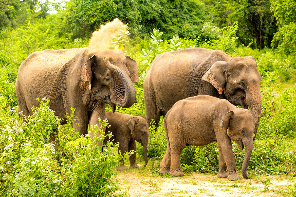 Điều phải làm ở Sri Lanka-Vườn quốc gia Udawalawe