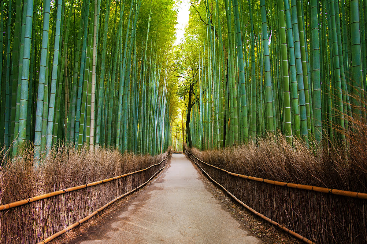 京都_ホテル_旅館_嵐山_竹林の小径