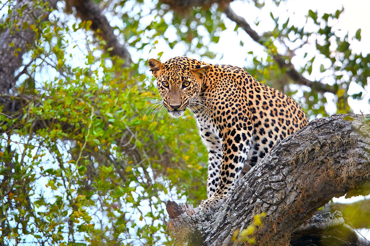 Things to do in Sri Lanka-Yala National Park