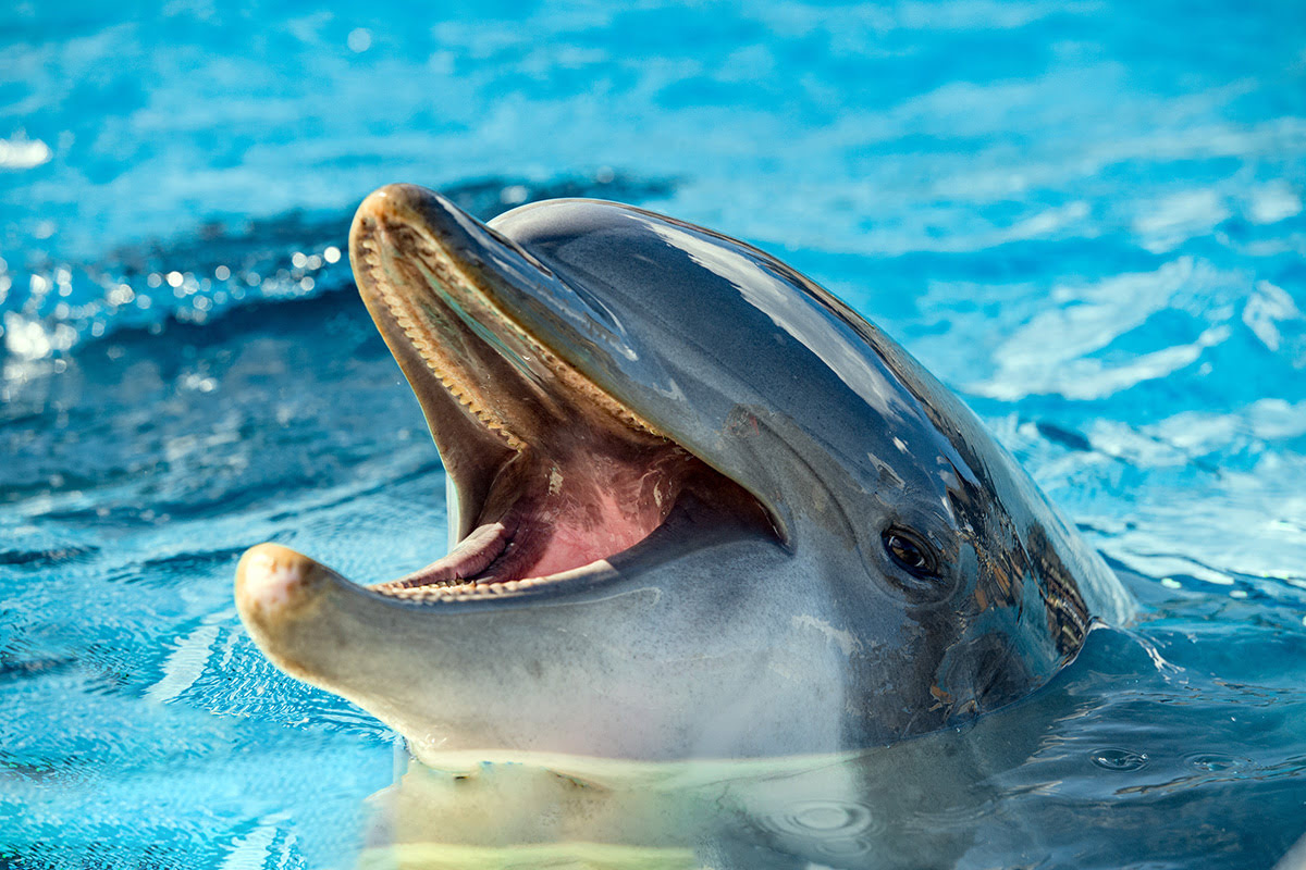 Aquaventure-Dolphin Bay