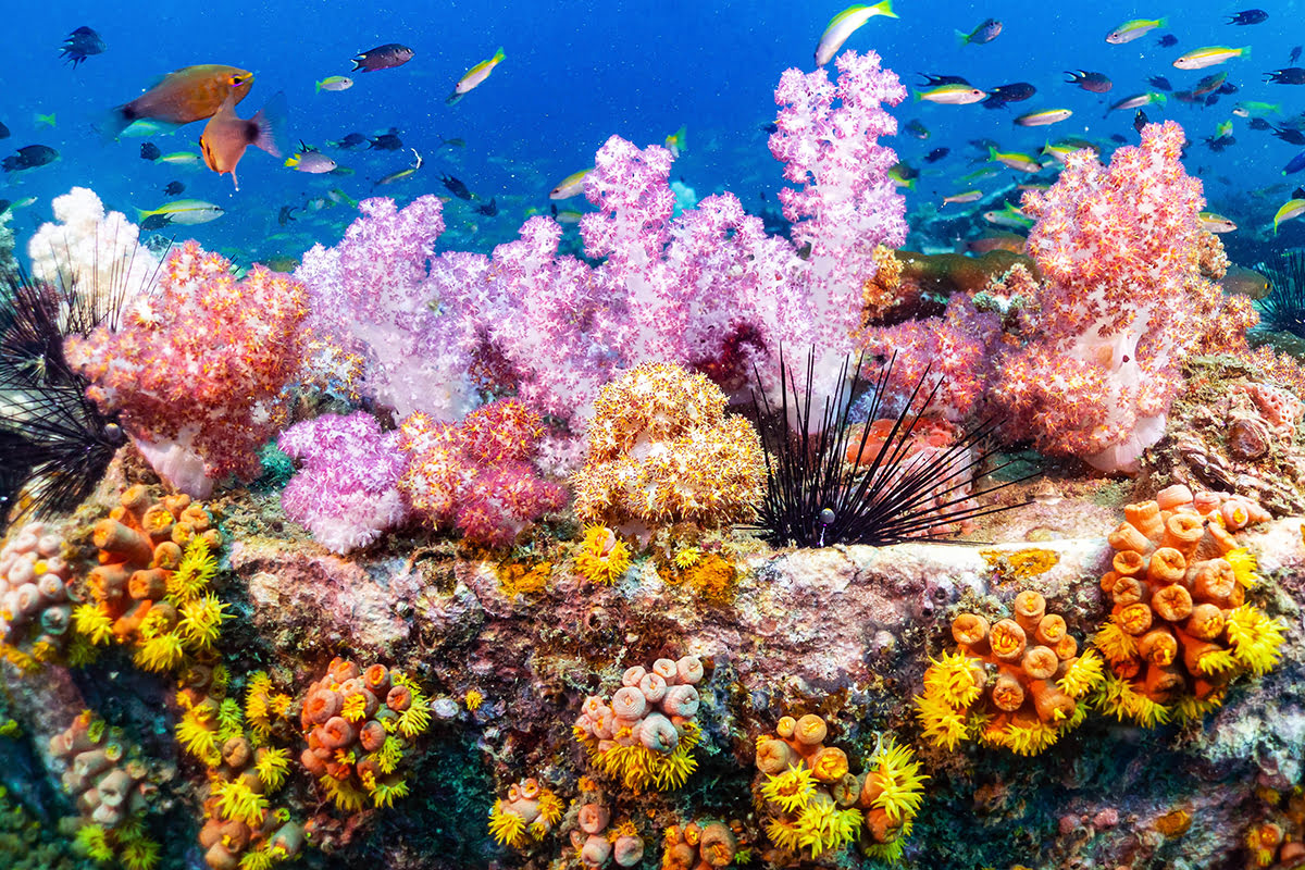 Coconut island-Beautiful corals