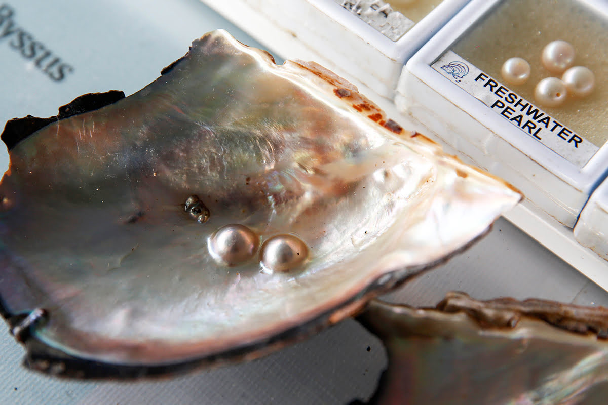 Coconut island-Pearl farm