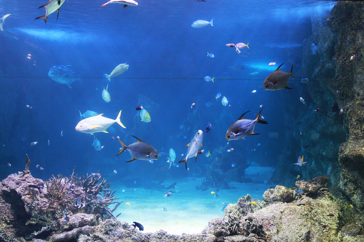 Darling Harbour-Sydney attractions-SEA LIFE Sydney Aquarium
