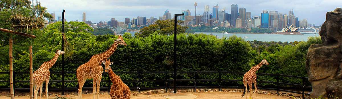 Taronga Zoo Guide | Tickets, Hours & Events at Sydney’s Wildlife Park background image