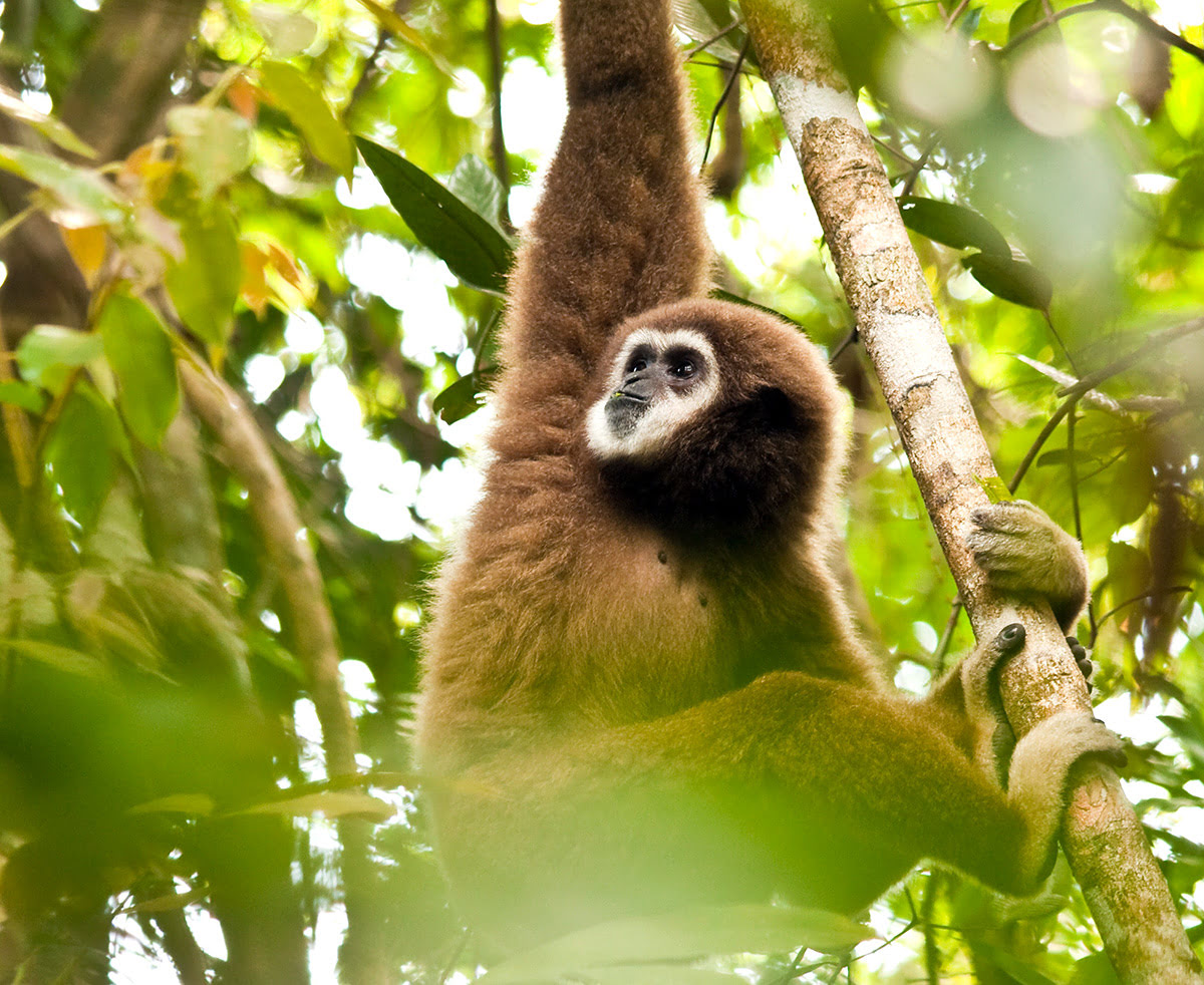 Aktivitäten in Phuket-Thailand-Gibbon Rehabilitationsprojekt