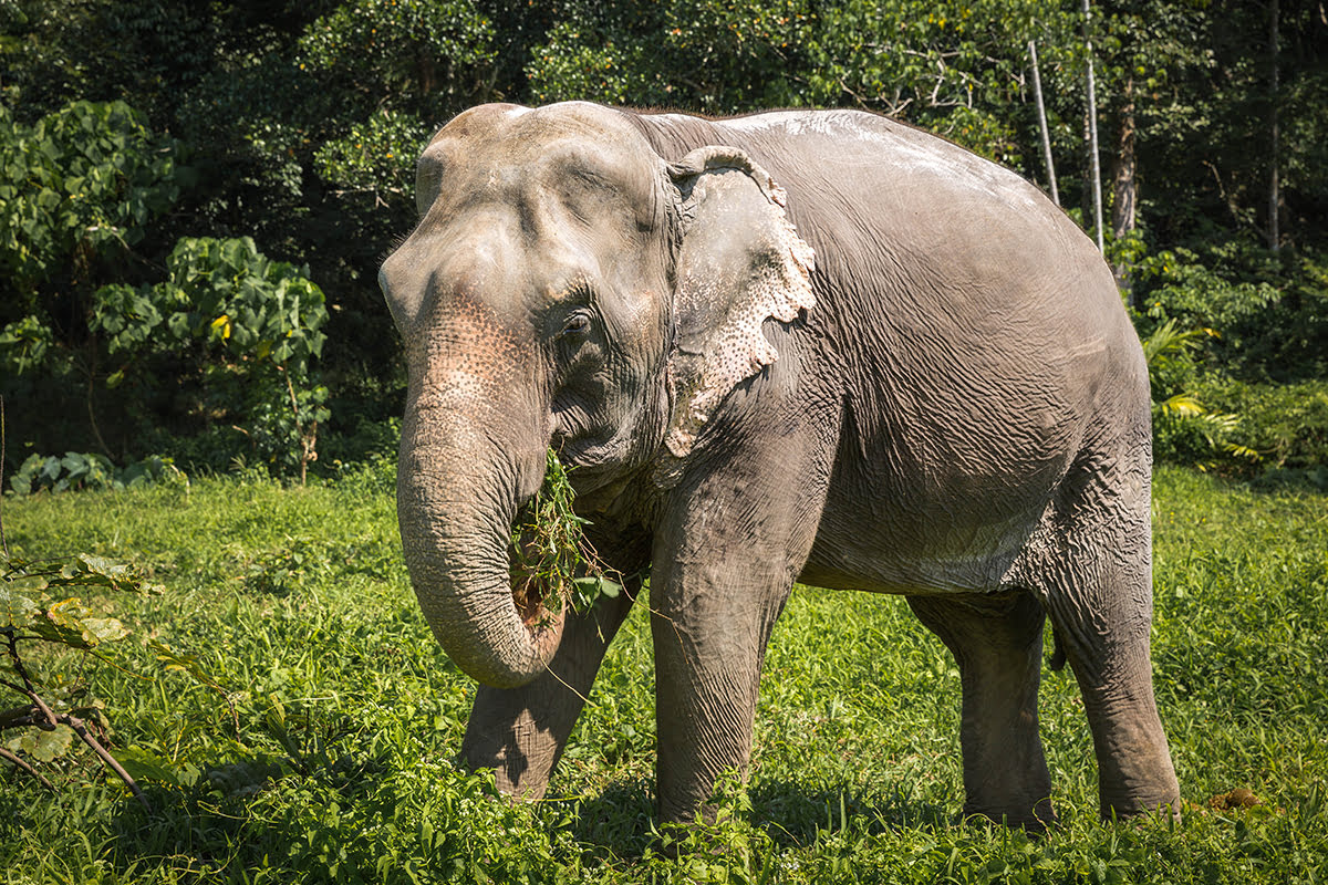 Layan beach-Elephant Retirement Park Phuket