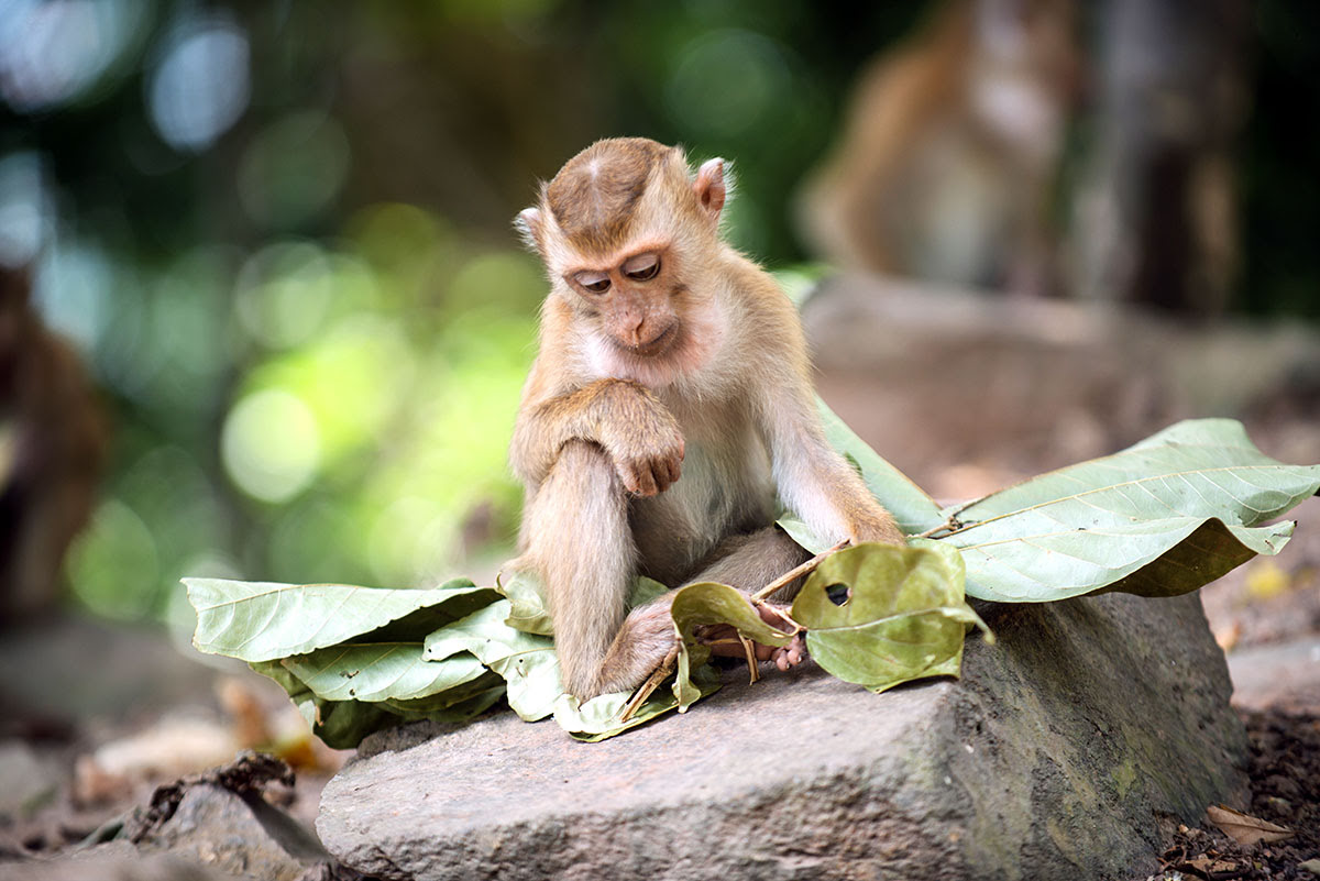 Phuket attractions-Thailand-Monkey Hill