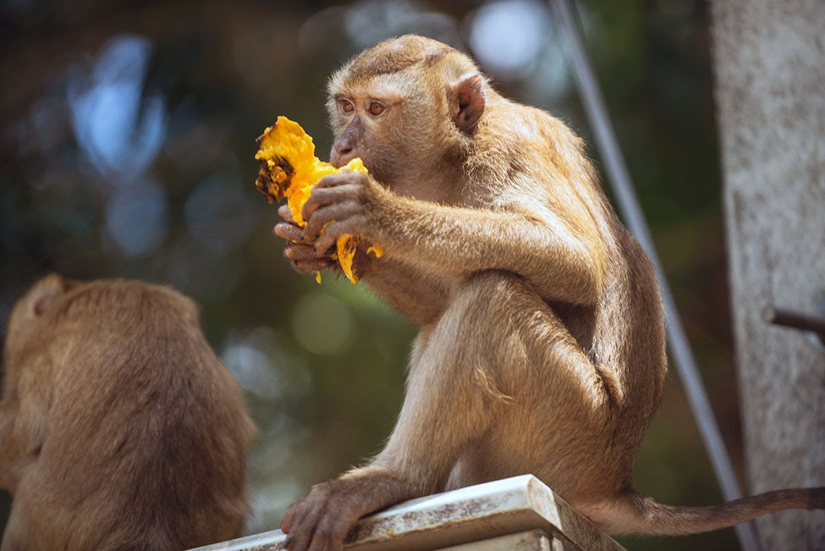 Phuket attractions-Thailand-Monkey Hill