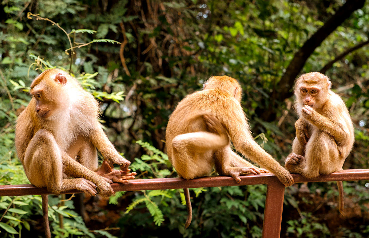 Things to do in Phuket-Thailand-Monkey Hill