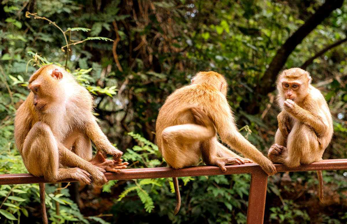 Activités et loisirs à Phuket - Thaïlande - Monkey Hill