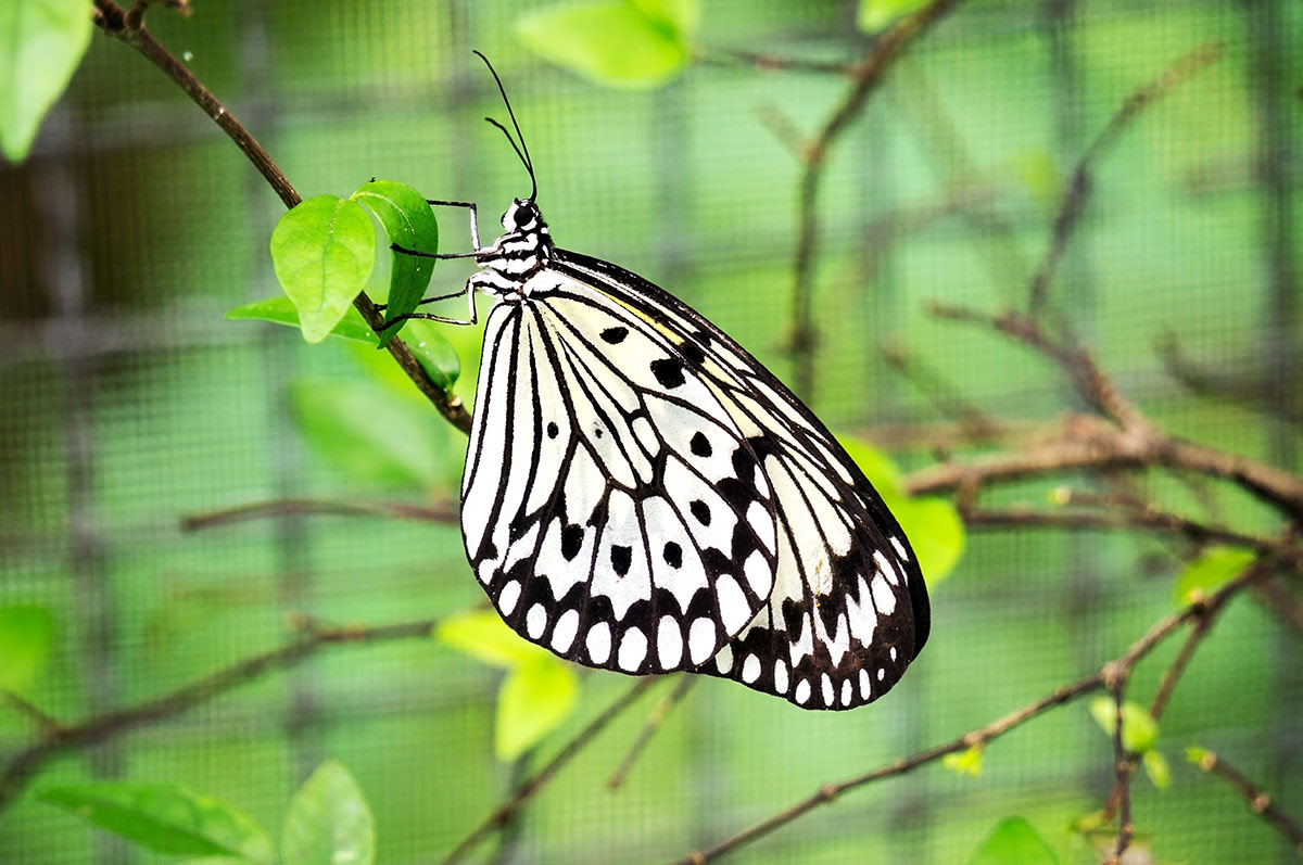 Phuket attractions-Thailand-Phuket Butterfly Garden & Insect World