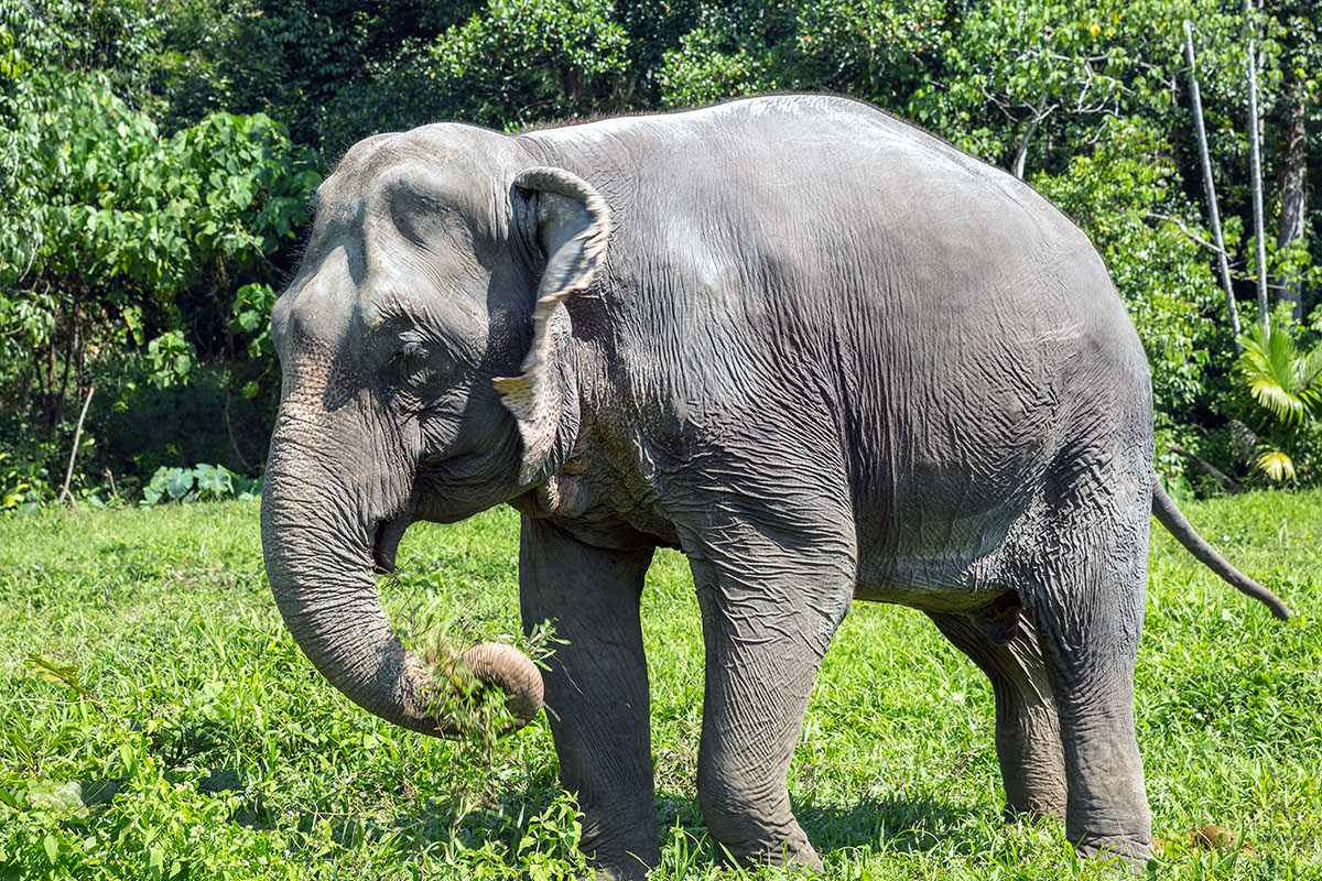 Phuket attractions-Thailand-Phuket Elephant Sanctuary