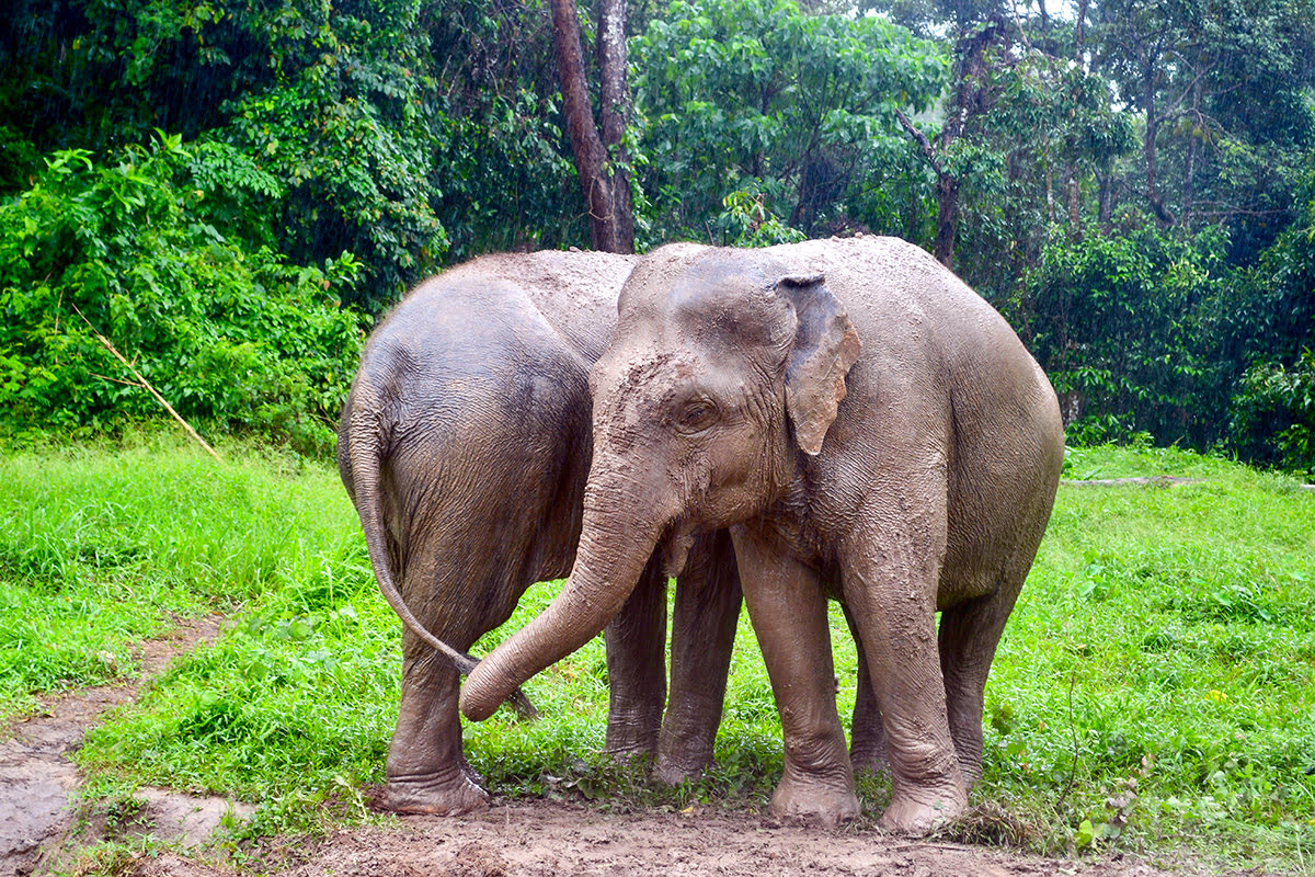 Aktivitäten in Phuket-Thailand-Phuket Elefantenschutzgebiet