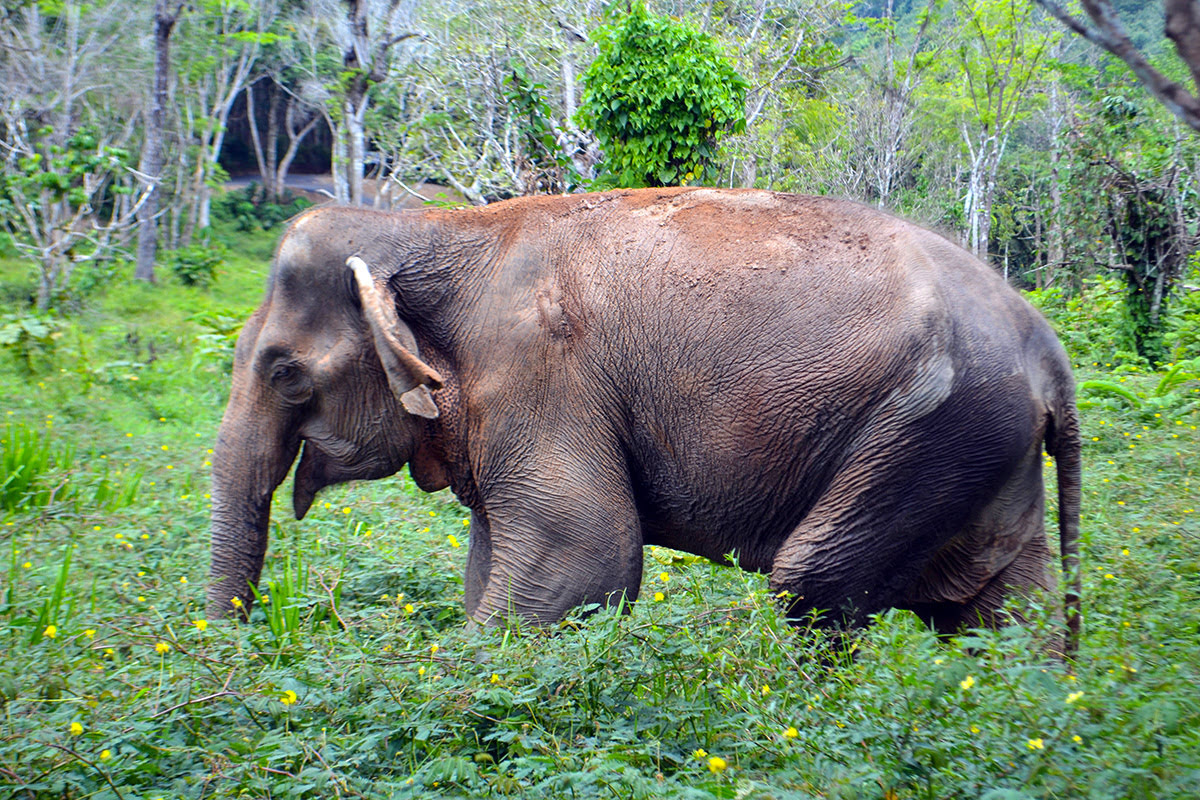 Activités et loisirs à Phuket - Thaïlande - Phuket Elephant Sanctuary