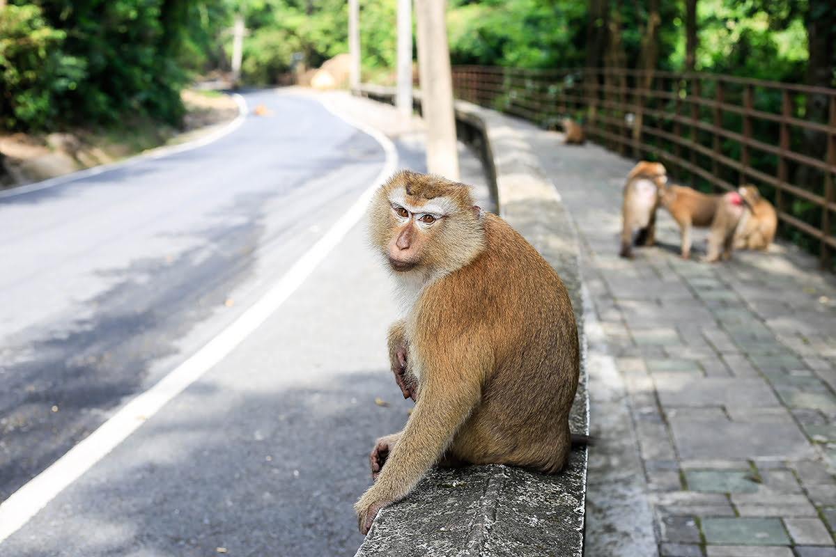Phuket town-Monkey Hill