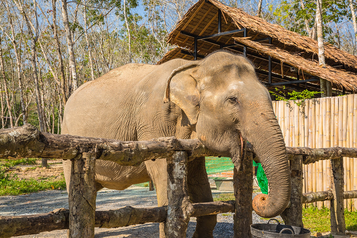 Places to visit in Phuket-Phuket Elephant Sanctuary
