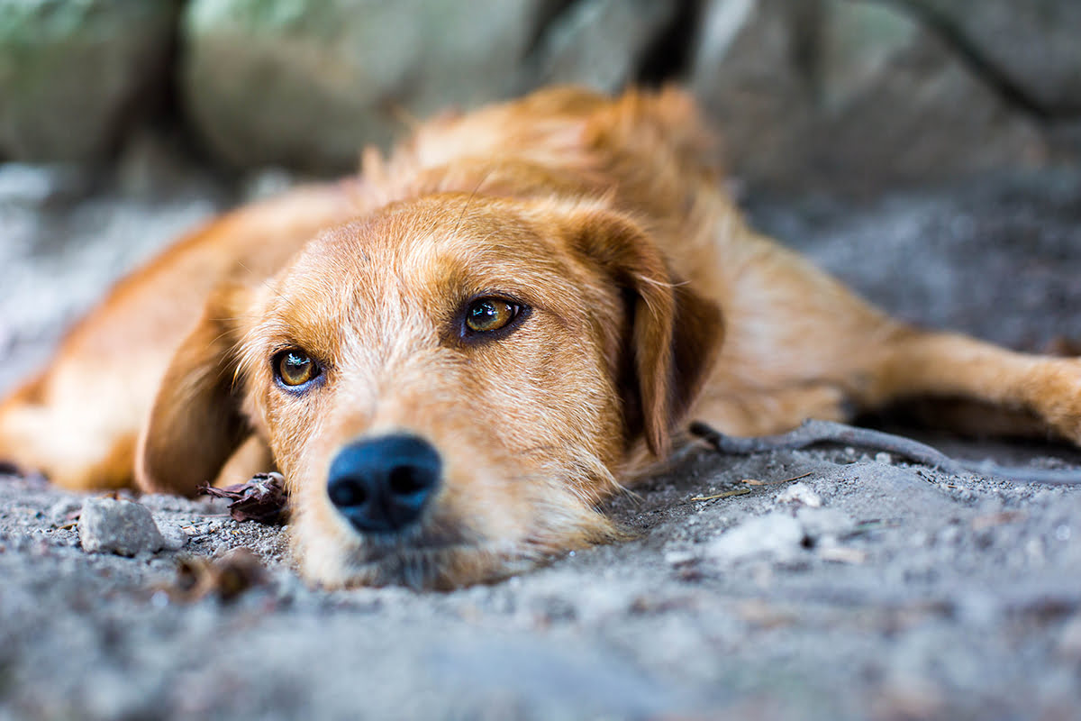 Places to visit in Phuket-Soi Dog Foundation