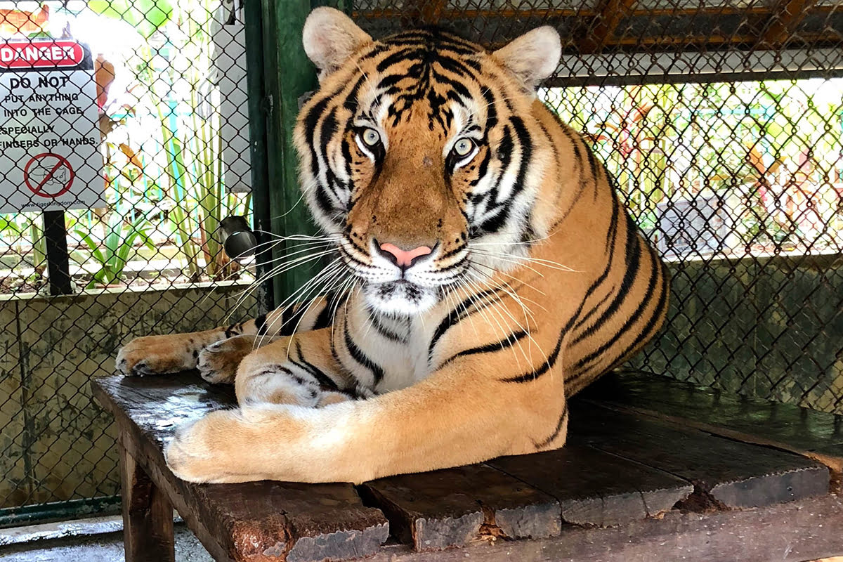 tiger visit phuket