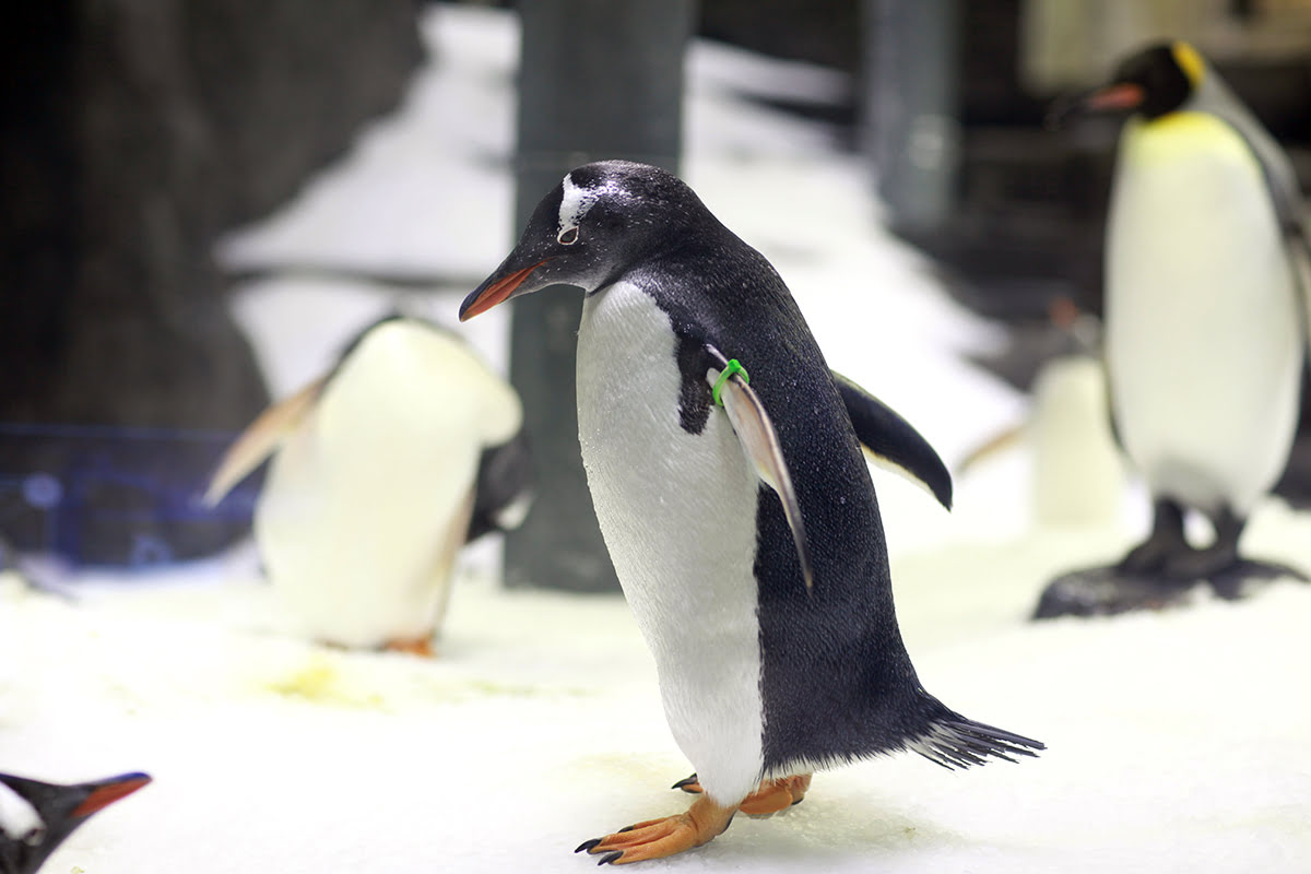 SEA LIFE Sydney Aquarium