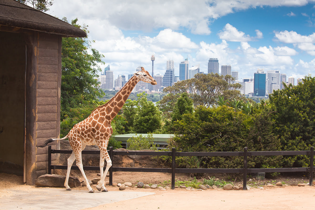 Places to visit in Sydney-Taronga Zoo