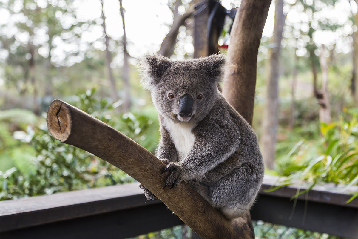 Places to visit in Sydney-Wild Life Sydney Zoo