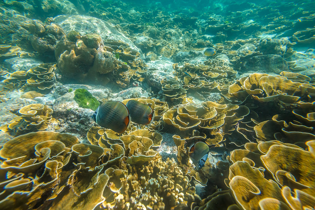 Racha Islands-Coral reefs