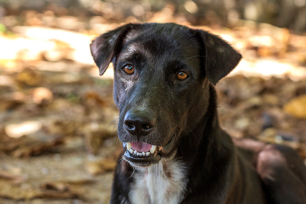 Activités et loisirs à Phuket - Thaïlande - Soi Dog Foundation