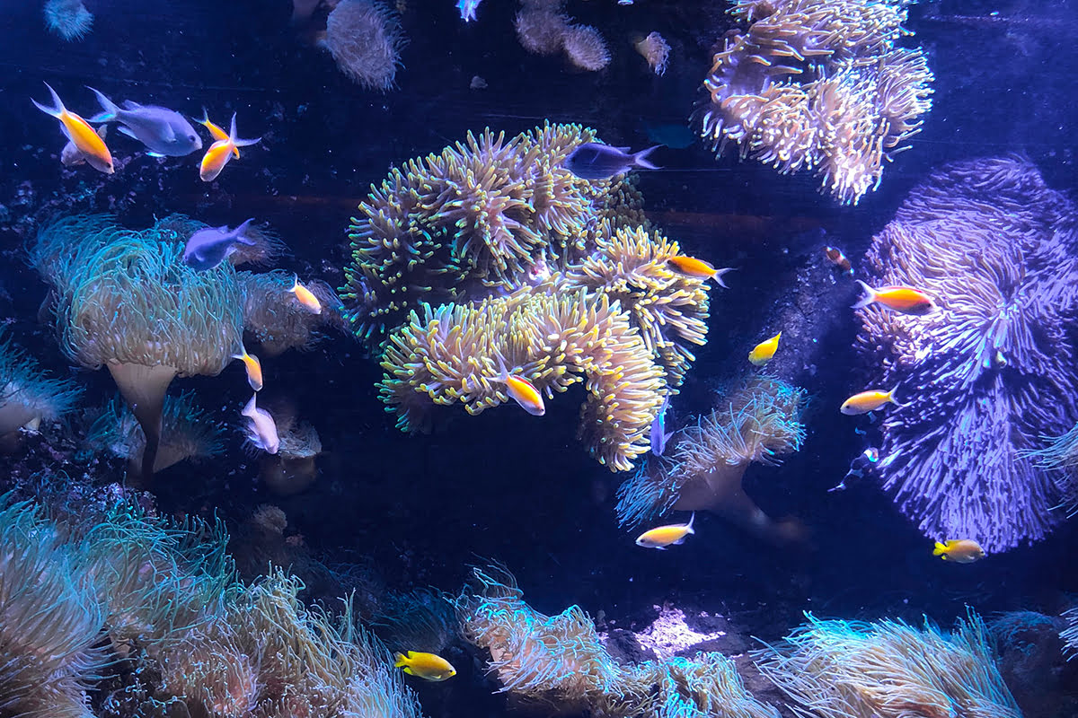 Sydney Aquarium-A variety of fish