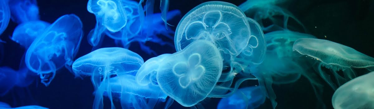 SEA LIFE Sydney Aquarium | Opening Hours, Shows & Price of Admission background image