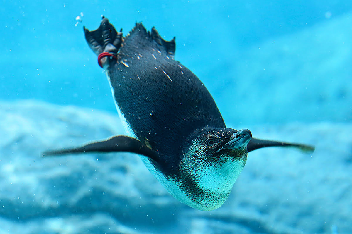 Sydney Aquarium-Penguin