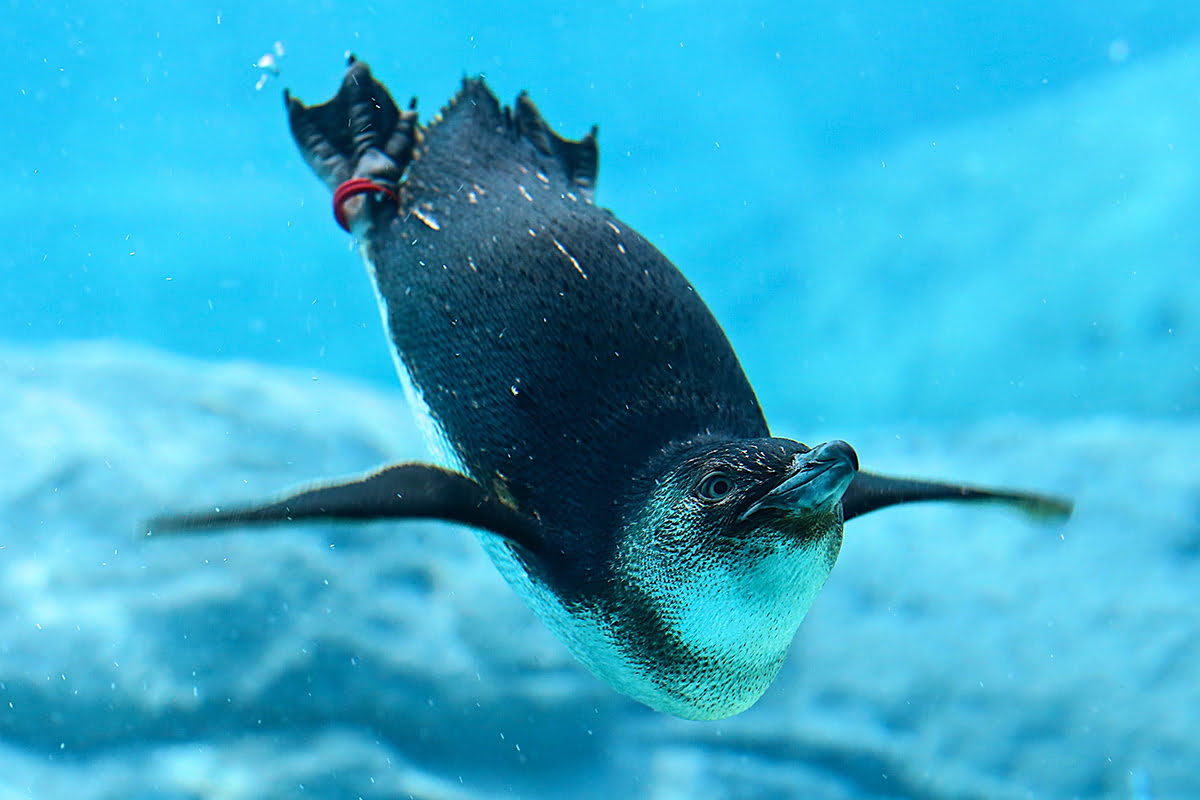 シドニー 水族館　ー　ペンギン