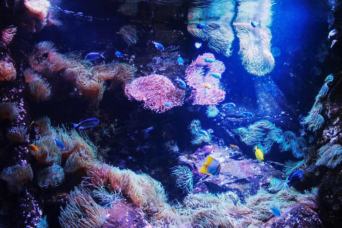 海洋生物悉尼水族館，澳大利亞