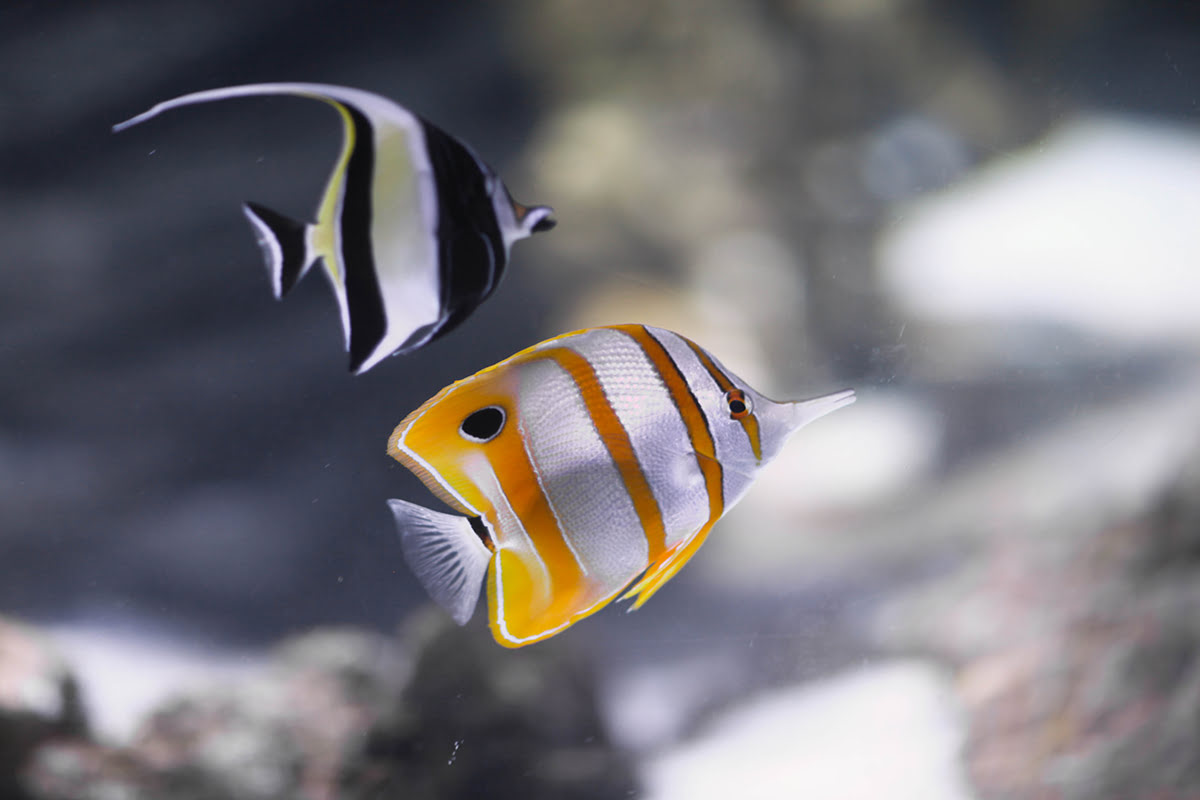 Sydney Aquarium-Tropical Fish