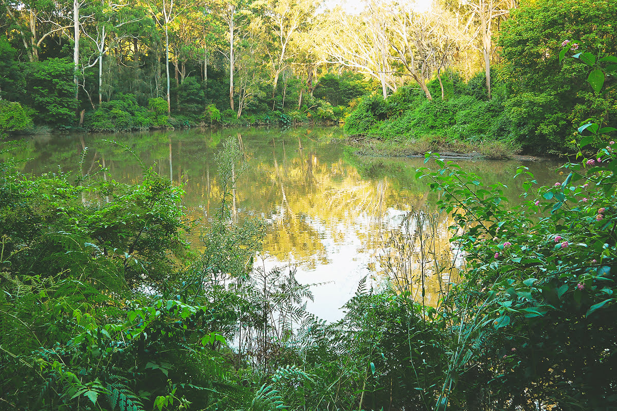 Taman nasional Sydney-mendaki-berjalan-Taman Nasional Lane Cove-Riverside Circuit Walk