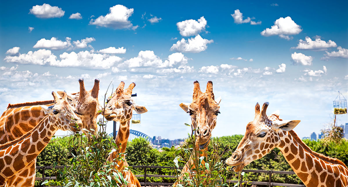 Taronga Zoo-things to do in Sydney-shows