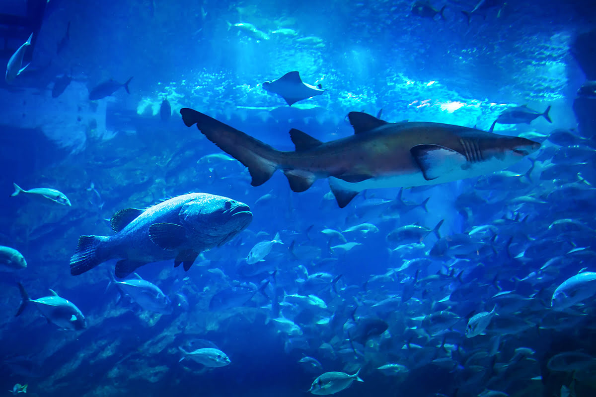 Things to do in Dubai-Dubai Aquarium & Underwater Zoo