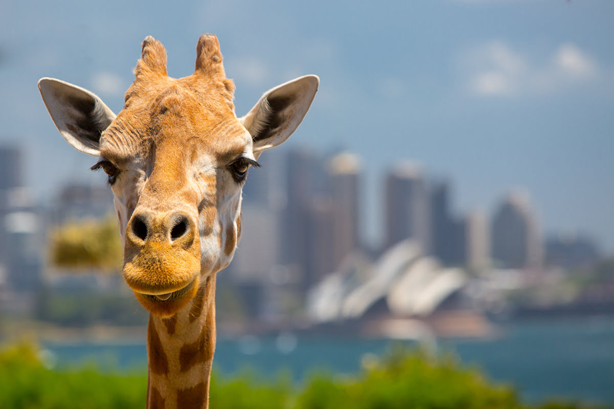 Things to do in Sydney-Taronga Zoo