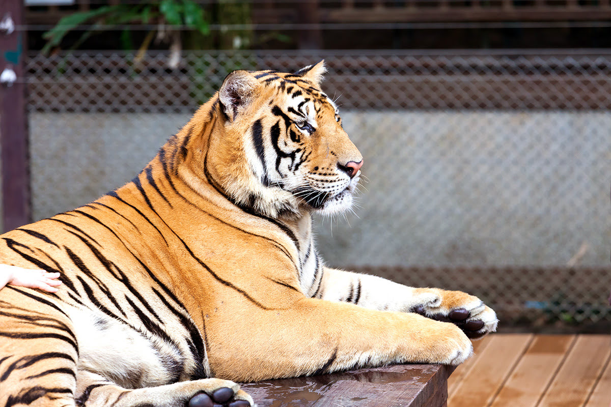 Aktivitäten in Phuket-Thailand-Tiger Kingdom Phuket