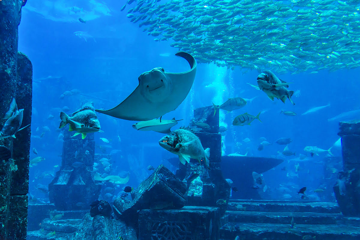 What to do in Dubai- Dubai Aquarium & Underwater Zoo