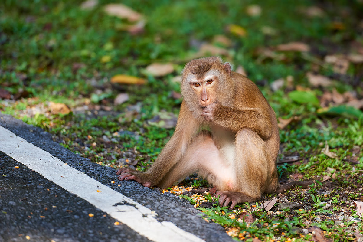 What to do in Phuket-Monkey Hill Viewpoint