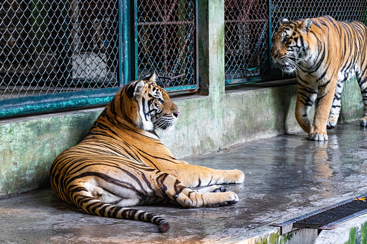 What to do in Phuket-Tiger Kingdom
