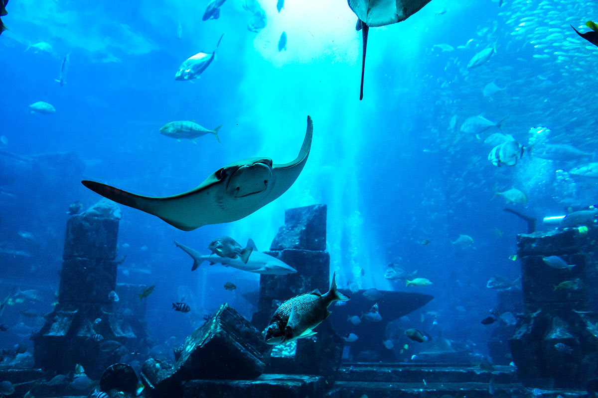 Dubai Frame-tickets-hours-Dubai Aquarium & Underwater Zoo