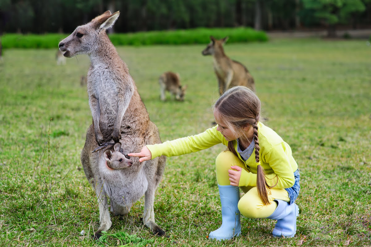 Day trips from Brisbane-Australia Zoo