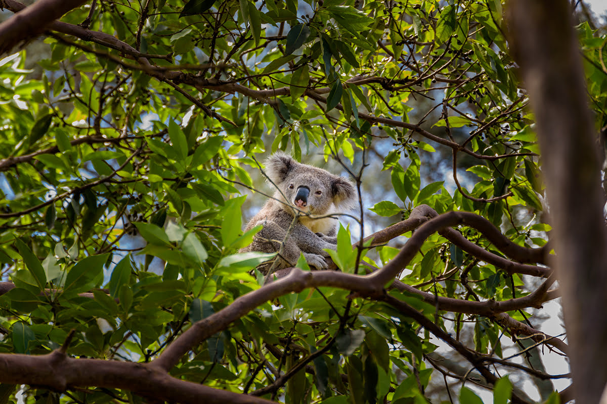 An Australian koala An Australian koala