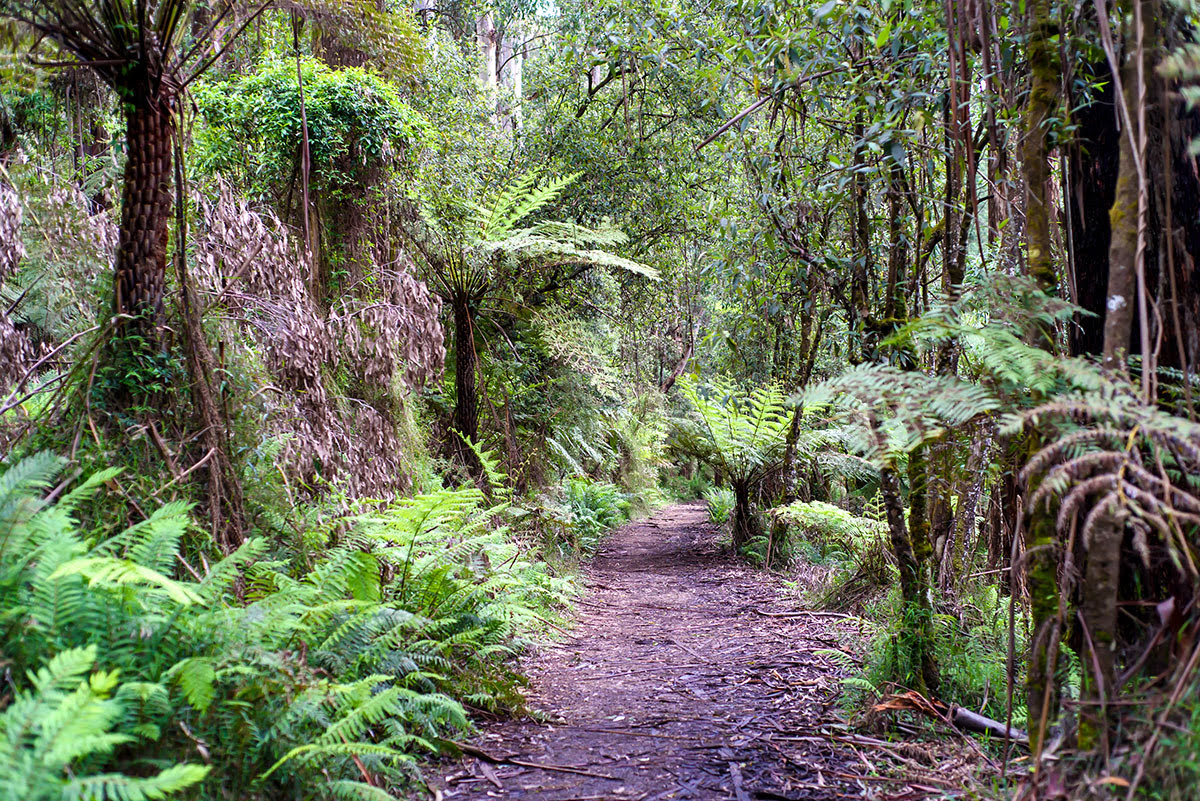 Melbourne-Australia-Dandenong Ranges