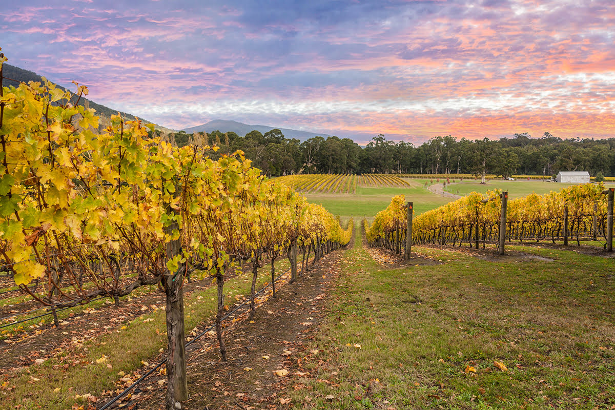 Day trips from Melbourne-Australia-Yarra Valley