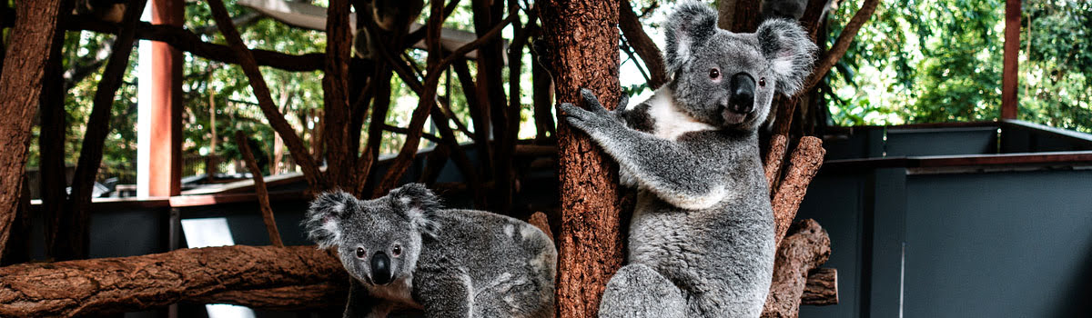 Featured photo-Lone Pine Koala Sanctuary-Brisbane attractions
